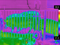 养殖业热成像应用